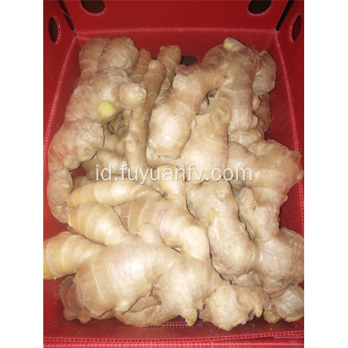 250g dan jahe kering udara